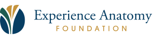 The Experience Anatomy Foundation Logo